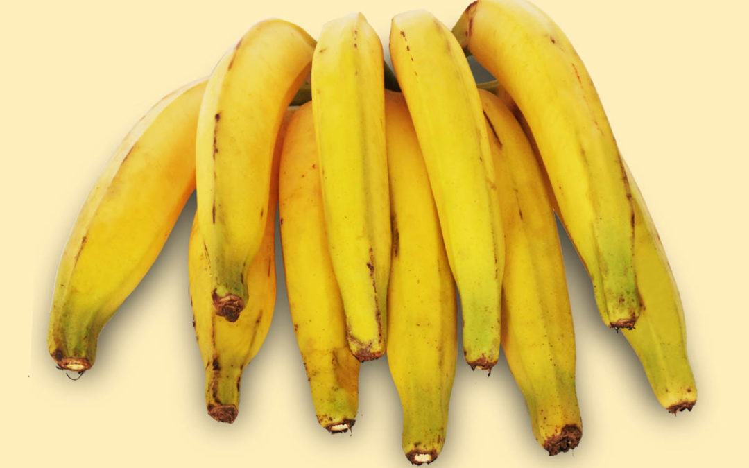 Quais São os Tipos de Banana? Mundo Ecologia