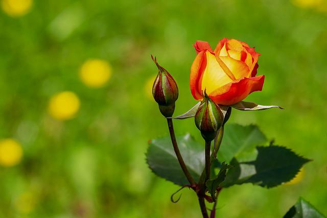 Quais São os 5 Tipos de Rosas?