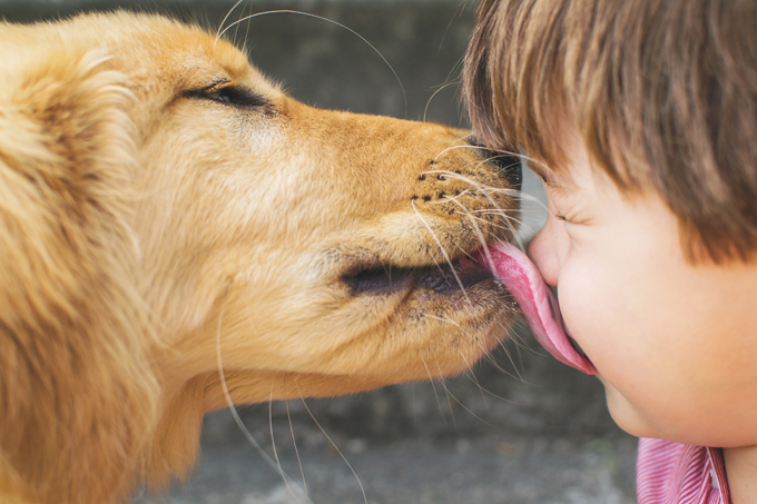 Cachorro Lambendo Criança