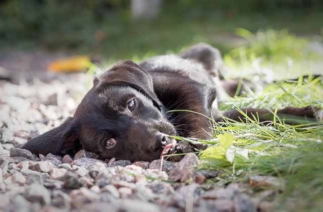 Cachorro Vira Lata 