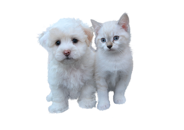 Qual a Diferença entre o Gato e o Cachorro?