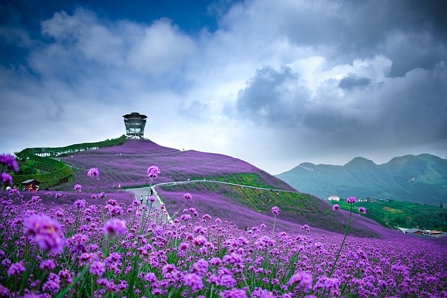 Campo de Verbena 