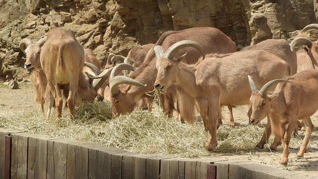 Diversos Aoudad se Alimentando 