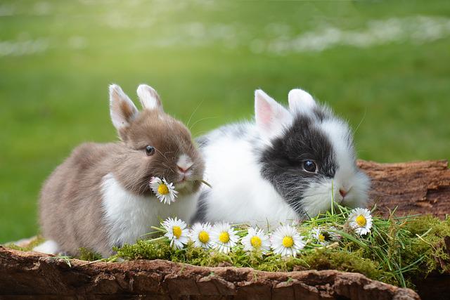 Dois Coelhos