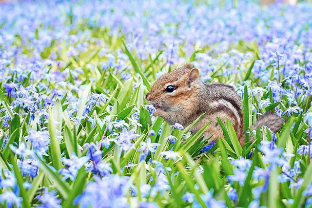 Esquilo em um Campo de Flores 