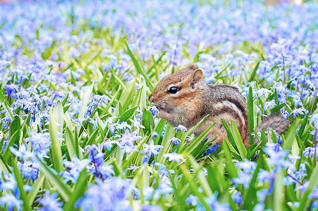 Esquilo em um Campo de Flores