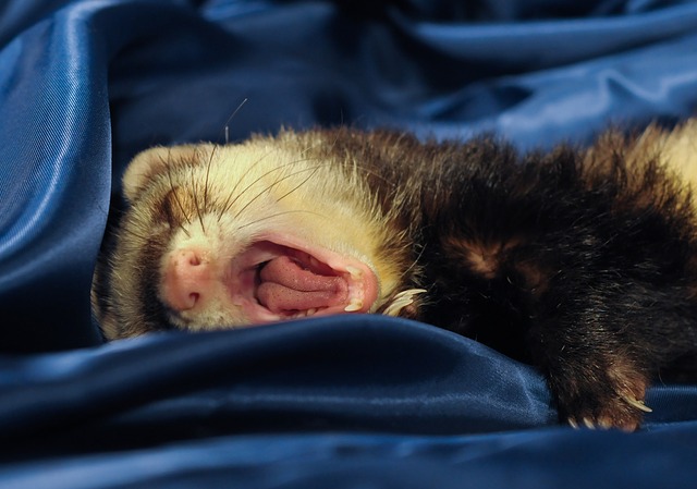 Ferret Bocejando