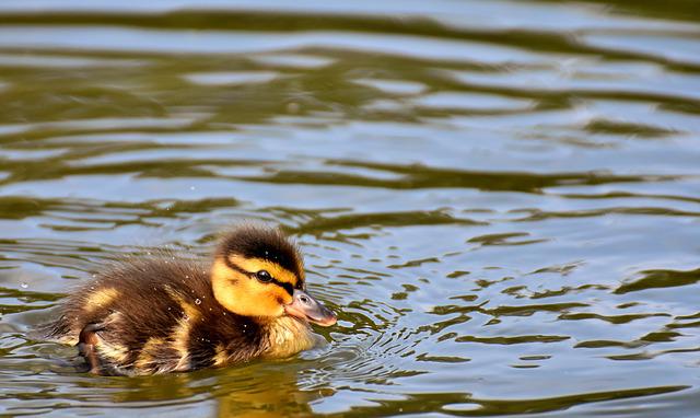 Filhote de Pato 