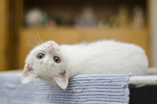Gato Branco de Cabeça Para Baixo 