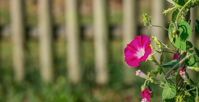 Tudo Sobre a Flor Glória-da-Manhã: Características e Nome Científico