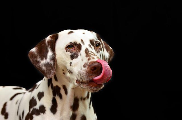 Lambida de Cachorro