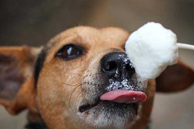 Lambida de Cachorro