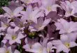 Tudo Sobre a Flor Lírio-da-Chuva: Características e Nome Científico