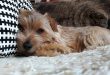 Tudo Sobre a Raça Norfolk Terrier: Características e Fotos