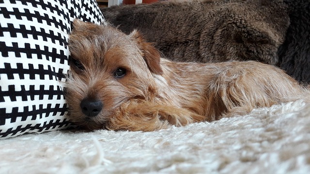 Norfolk Terrier 