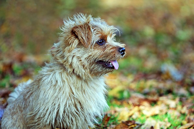 Norfolk Terrier 