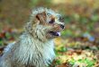 História do Norfolk Terrier, Personalidade e Origem da Raça
