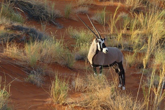 Oryx 