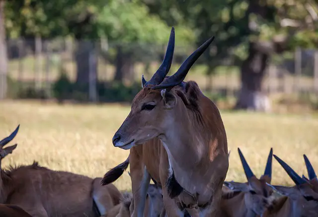 Oryx beisa 