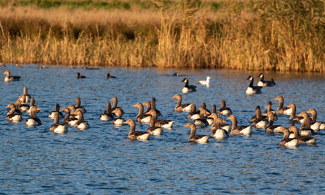 Patos e Gansos 