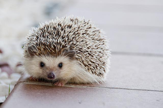 Porco Espinho