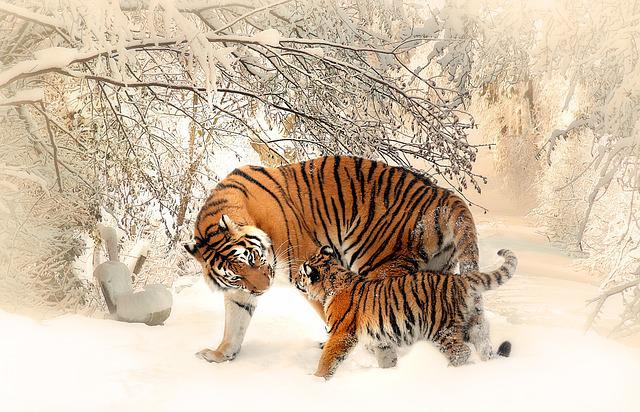 Tigres