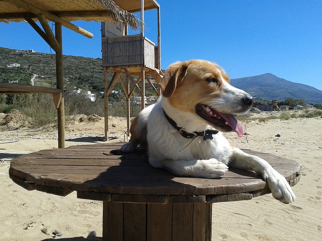 Vira Lata na Praia 