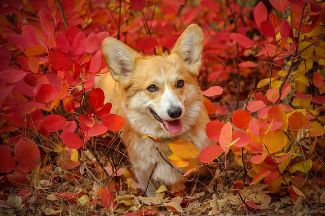 Welsh Corgi Pembroke 