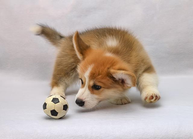 Welsh Corgi Pembroke 