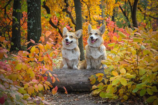 Welsh Corgi Pembroke 