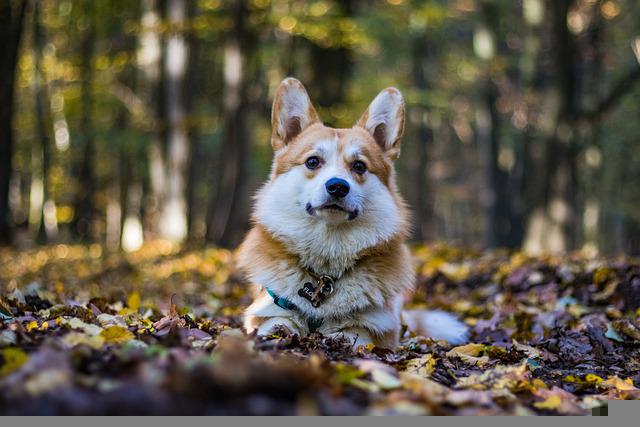 Welsh Corgi Pembroke 