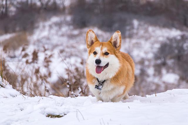 Welsh Corgi Pembroke 