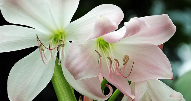 Amarilis