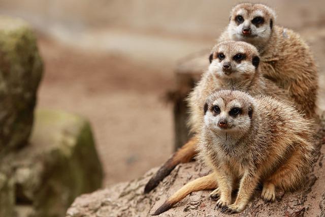 Suricatos no Zoológico 