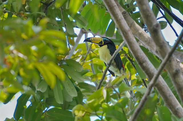 Tem Tucano no Brasil?