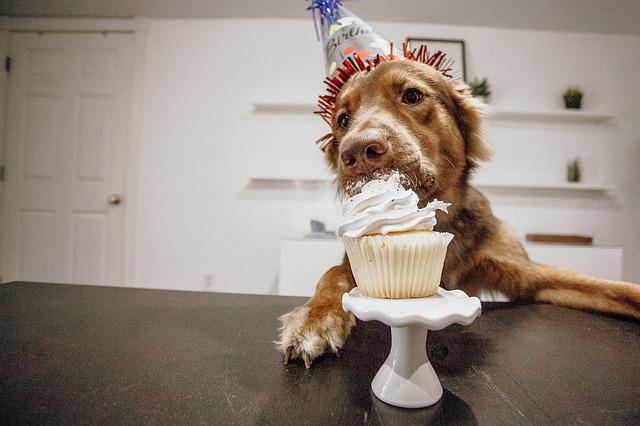 Cachorro Comendo seu Bolo de Aniversário 