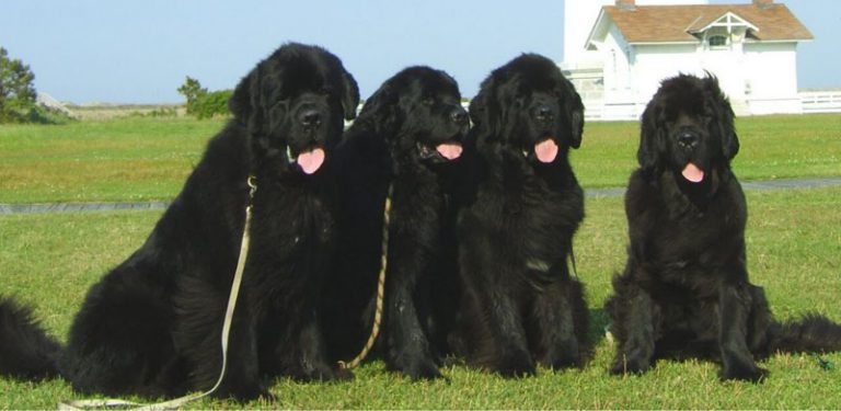 Cachorro Terra Nova