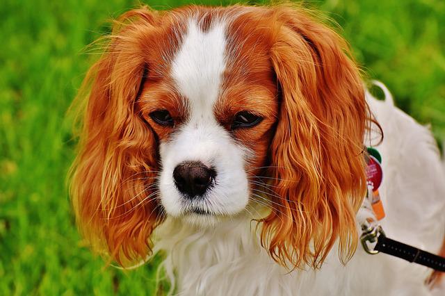 Cavalier King Charles Spaniel 