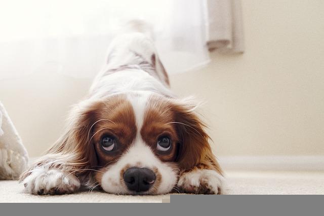 Cavalier King Charles Spaniel