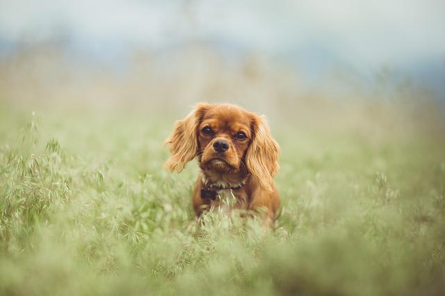 Cavalier King Charles Spaniel