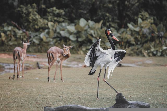 Cegonha e Cervo no Zoológico