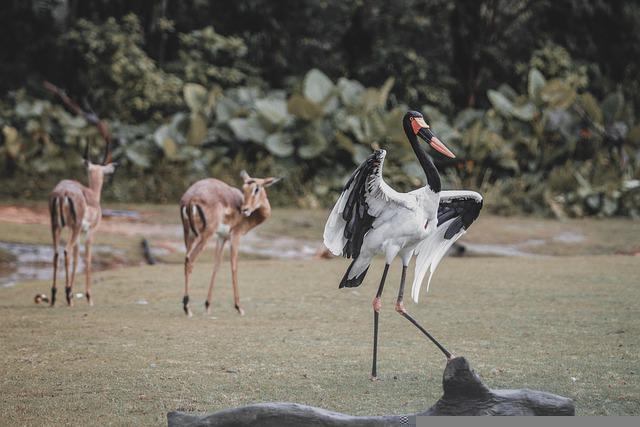 Cegonha e Cervo no Zoológico 