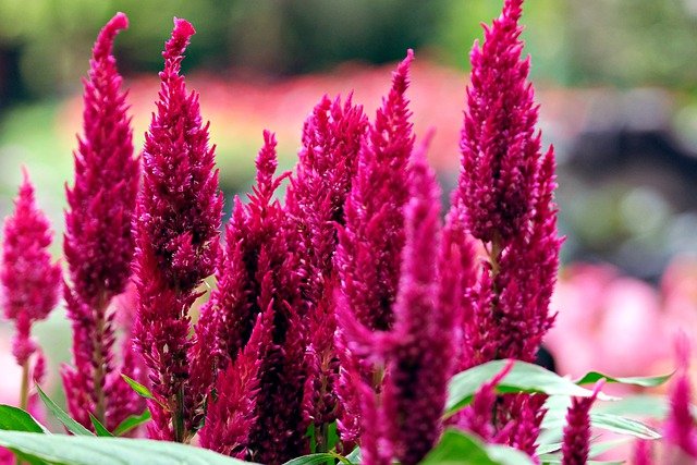 Celosia 