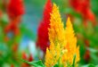 Tudo Sobre a Flor Celosia: Características e Nome Científico