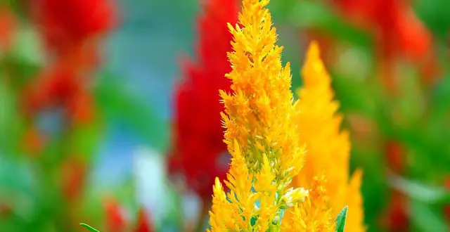 Tudo Sobre a Flor Celosia: Características e Nome Científico