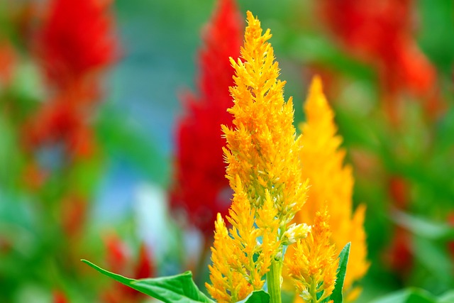 Celosia 