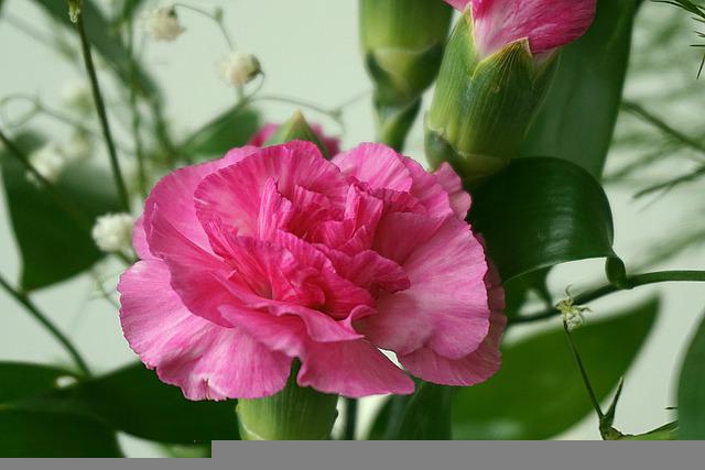 Cravo Rosa