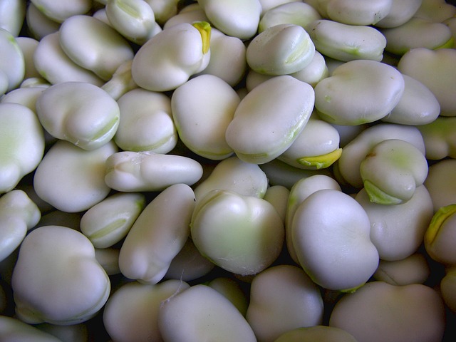 Fava