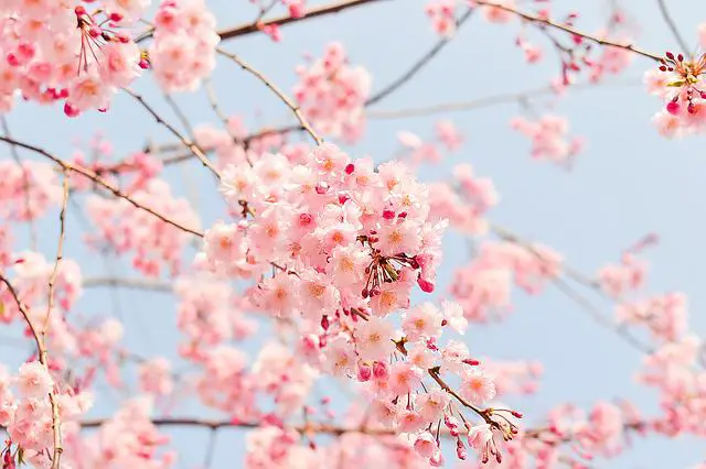 Flor de Cerejeira 