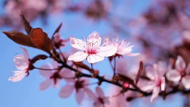 Flor de Cerejeira